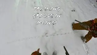 End of Year Grouse Hunt in Maine ~ Tracking a Grouse in Fresh Snow!