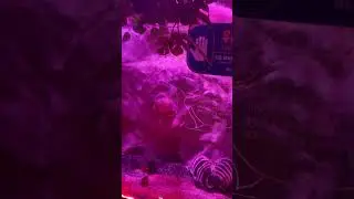 #aquarium #piranha #music