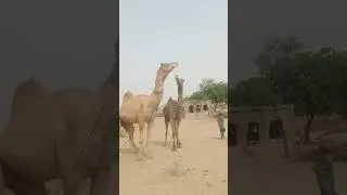 معركة الجمال: صراع القوة و السيطرة#camelfight #shorts #camelsofdesert