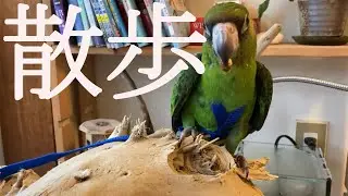 インコ用のハーネス買ってみた【AVIATOR】【ズアカハネナガインコ】