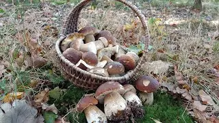 Steinpilze im Harz / Tolle Pilzfunde Anfang Nov. 2023