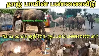 Visiting MEENAKSHI & Her Friends | Kodumudi TAJDEEN BHAI's Farmhouse &bull;Camels Horses&bull; Tamil 4K