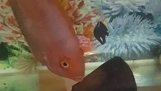 Happy  Sunday  👉😘🐠 live #aquarium #fish #parrotfish @tiara5767