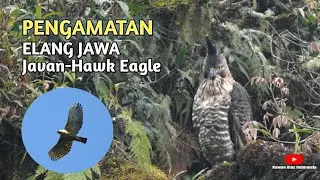 Asiknya Pengamatan Elang Jawa - Javan Hawk Eagle (Birdwatching)