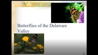 North American Butterfly Count Virtual Presentation