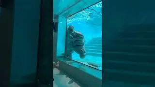#Sea Horror #Monster in the Ocean &bull; #Deep Sea Discovery  #Creepy Sea Creatures