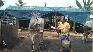 RK BULLS VETAPALEM.(లయన్ గజిని)