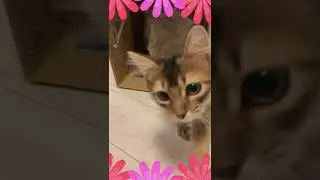 子猫が初めて箱に入った！ #猫動画 #ソマリ #shorts