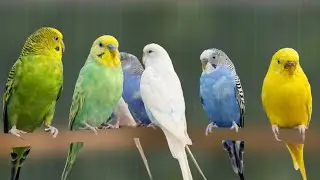 Happy Budgie sounds