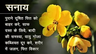 Treatment with Alexandrian Senna | स्वर्णपत्री - जैसा नाम वैसा ही अद्भुत गुणों से भरपूर