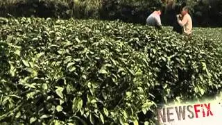 Man uses panda excrement to fertilize tea leaves