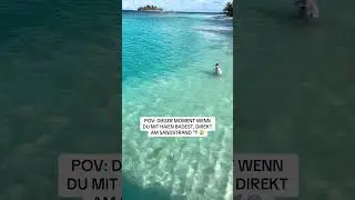 Baden im Meer voller Haie, wer kommt mit?🙀 #malediven #hai #sharkfeeding #shark #memesdeutsch #fyp