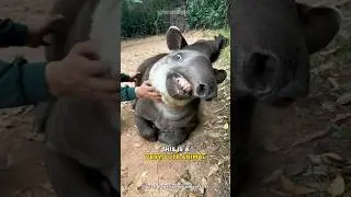 Brazilian Tapir | The Most Cutest Giant Animal
