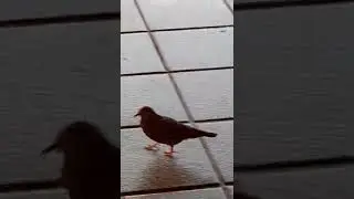 Visita da tarde