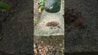 small stone crushing #asmr #sandmentcrushing #oddlysatisfyingvideo #sandmentcrushing #sandeating