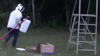 Bee wrangling gone bad