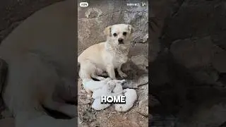 Mother Dog Refused To Be Rescued Without Her Puppies ❤️#dogshorts #animalshorts #Dog