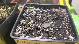 Rare Guava Seed Starting Update (Psidium, Ugni, Eugenia, Myrteola)