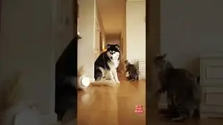 Chaos Ignites Between an Alaskan Malamute and a Grumpy Cat | Pet Chaos House #pet #animal #shorts