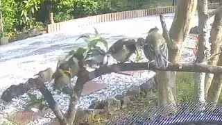 今日の水場の野鳥たち(幼鳥多数登場)