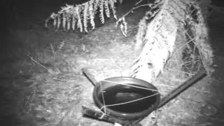 Common Wombat at bird bath