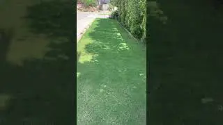 Lush green grass walk