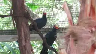 Violaceous Turacos Share Food & Blue Bellied Roller in Tropical Aviary Central Florida Zoo! Sanford