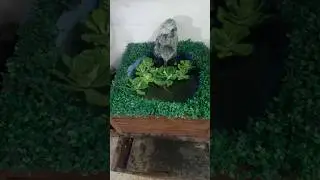 Small pond made from a drum | Simple, cheap and functional solution #aquariumkeeping