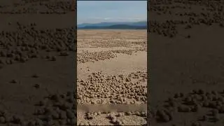 Sand Bubbler Crabs #shortsvideo