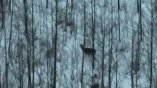 Meskupo antras km elnias ir stirna