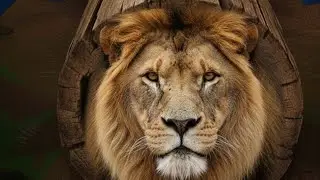 Rescue operation from Lion's giant log #shorts #animals #funny #ytshorts
