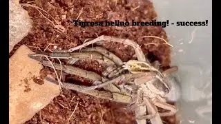 Tigrosa Helluo breeding attempt | Success!