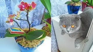 КАРЛИКОВАЯ ОРХИДЕЯ (МИНИ): УХОД, ПОЛИВ, УДОБРЕНИЯ, ПЕРЕСАДКА!