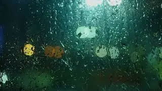 Gentle Rain on Window | Deep Sleep, Stress Relief & Cozy Night Ambience (10 Hours) 🌧️😴