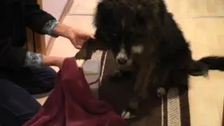 Muddy Paws - Simple Way to Clean a Dog's Paws