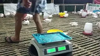 30 days old broiler chicken | backyard farming 