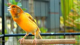 Belgian Canary Singing Like Never Before &ndash; Incredible!
