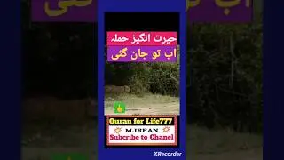 Quran witha arabic language | Willed animal attack #animals #update #quranrecitation #quran #viral