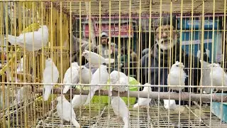 Gallifstreet pet market 2026|| #gallifstreetpetmarket #petlovers #birds #happynewyear 