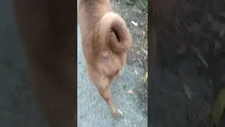 Coiled Tail of our #Dog Choco || in my Province #Aso