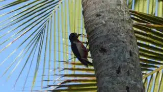 Puerto Rican woodpecker Mating Call  - Wikipedia Video