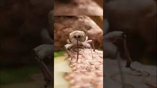 The Smartest Mom in Nature! The Secret Life of the Weevil 🪲