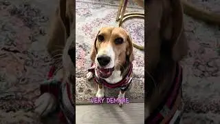 Look how I beg for food 🐶🥹 #beagle #dog #puppy #pets #cutedog #dogshorts #funnydogs