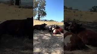 When bulls finally get their father instincts #cows #fypシ #farmlife #bulls #cowlevel #shorthorn