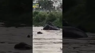 Wild Elephant Having Fun And Bathing In The River