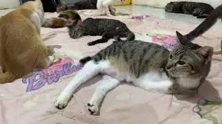 Fokus untuk menolong kucing terlantar yang sakit, malnutrisi, tertabrak dll