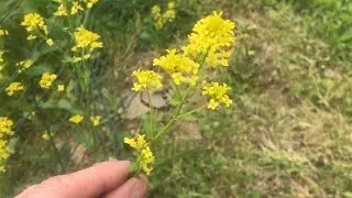 LEARN about bittercress, herb barbara, rocketcress, winter rocket wound rocket (barbarea vulgaris)