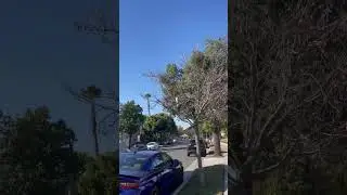 Human scares away a hawk to protect the 🐿️ friend!