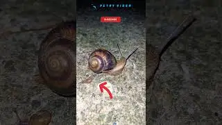 melc cu puiul lui