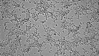 NIH-3T3 APOPTOSIS 80X